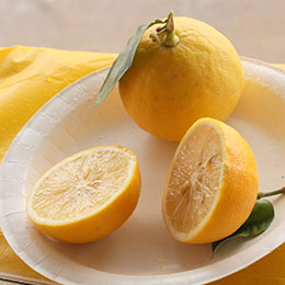 Bergamot orange